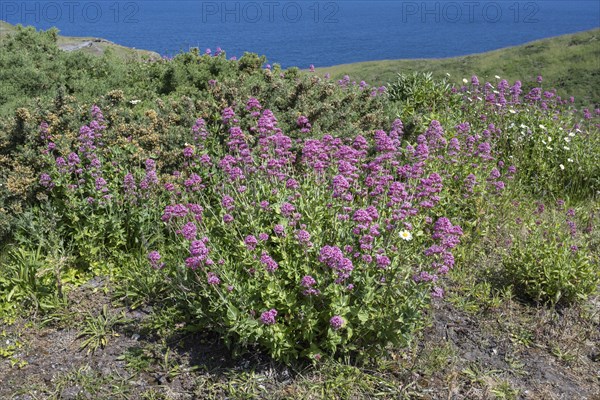 Red valerian