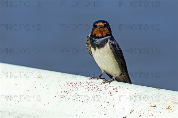 Barn swallow