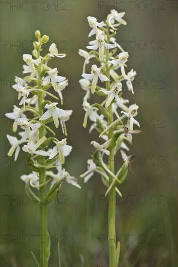 Lesser butterfly-orchid