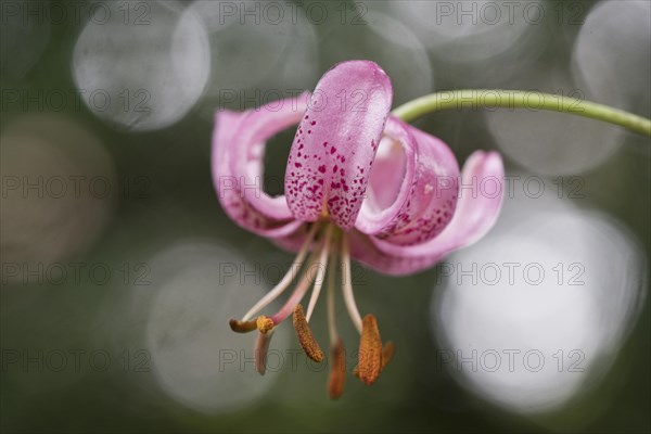 Martagon lily