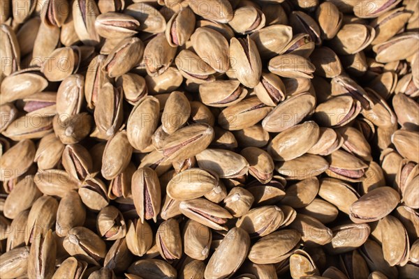 Pistachio nuts with shell ready to eat