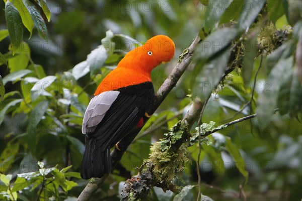 Male Andean cock-of-the-rock