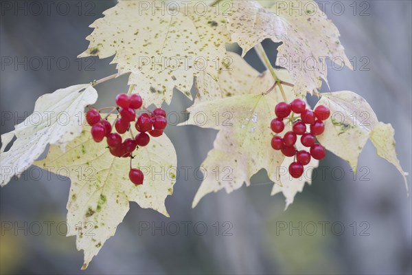 Guelder rose