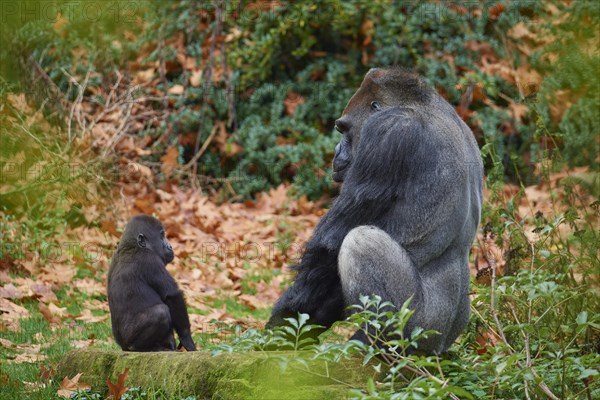 Western gorilla