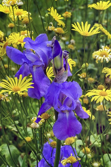 German iris