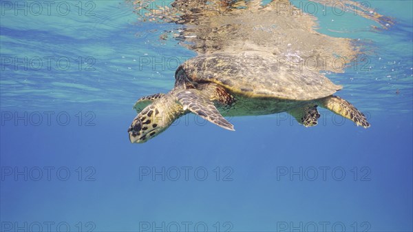 Sea Turtle resting on surface of water and looking down. Hawksbill Sea Turtle