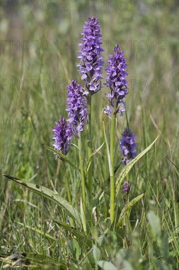 Southern marsh orchid