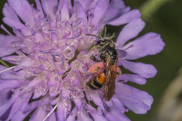 Knautia sand bee