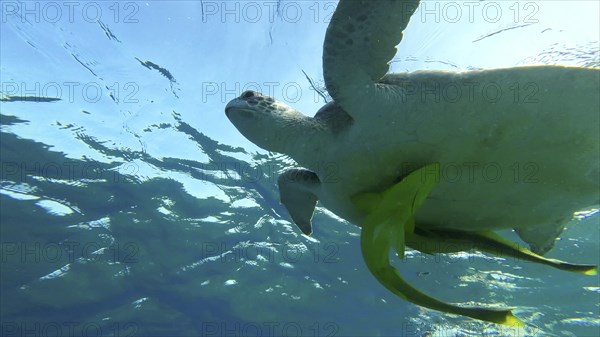 Bottom view of Great Green Sea Turtle