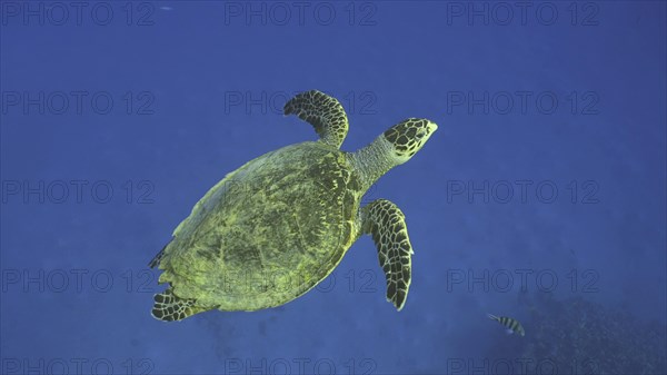 Hawksbill Sea Turtle