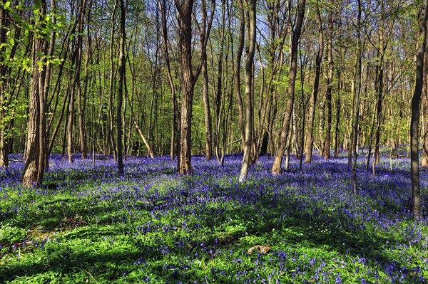 Common bluebell