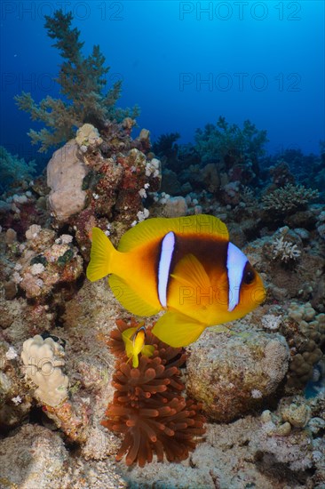 Pair of red sea clownfish