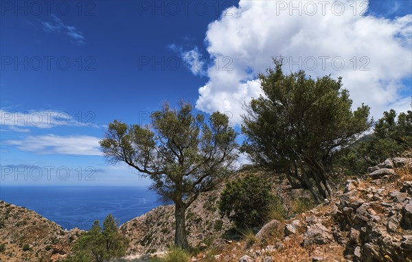 Typical Greek or Cretan landscape