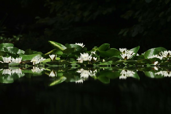 Picturesque white water lilies