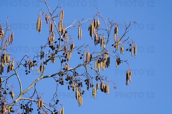 Black alder