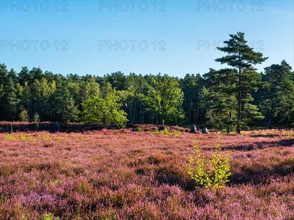 Heathland with flowering heather and megalithic tomb