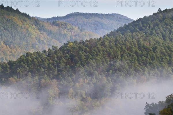 Fog on the slopes of the Palatinate Forest