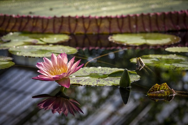 Waterlily in Kew Gardens