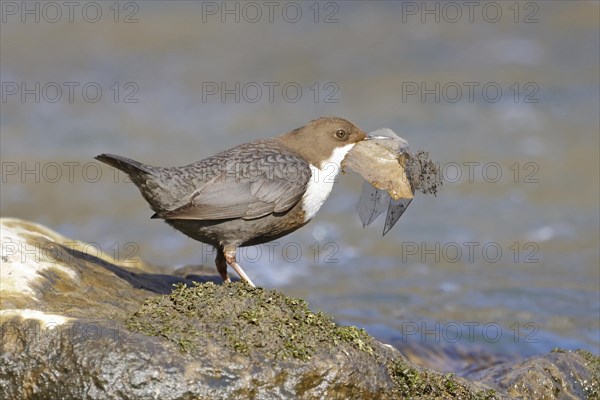 White-throated Dipper