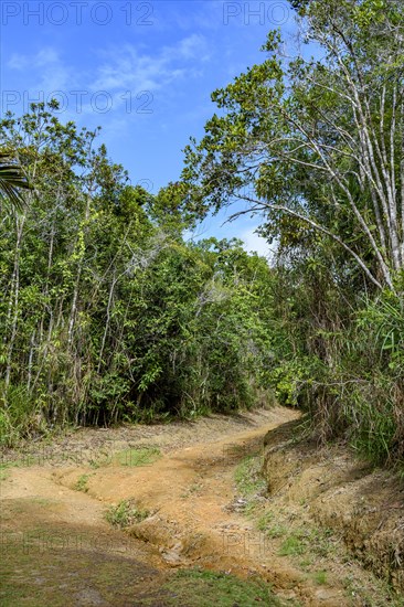 Old deteriorated dirt road full of stones and holes passing through the forest in the countryside of Bahia state