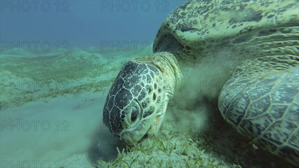 Sea turtle grazing on the seaseabed