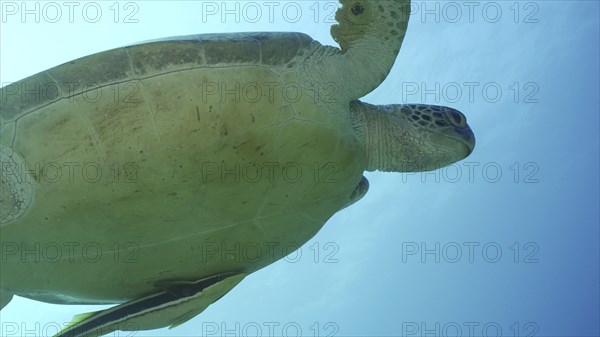 Bottom view of Great Green Sea Turtle