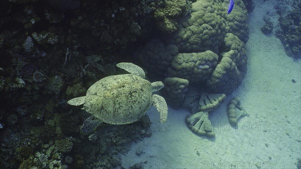 Top view of Great Green Sea Turtle