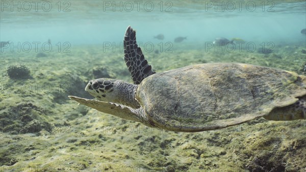 Hawksbill Sea Turtle