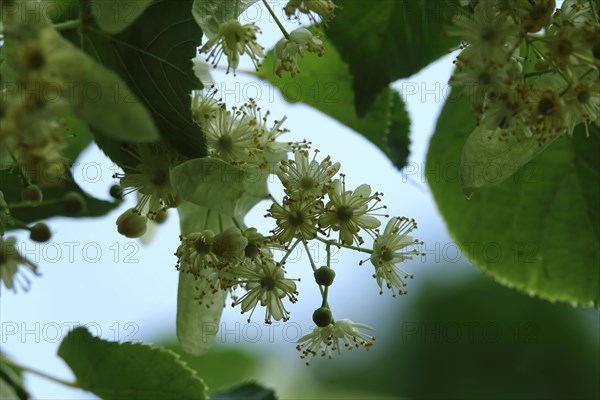 Linden tree with blossoms