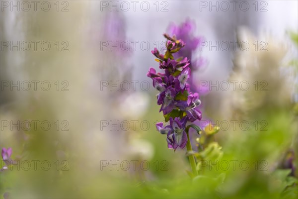 Hollow larkspur