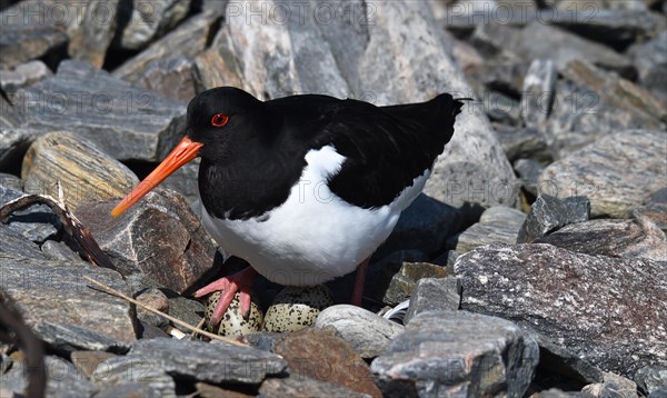 Eurasian oystercatcher