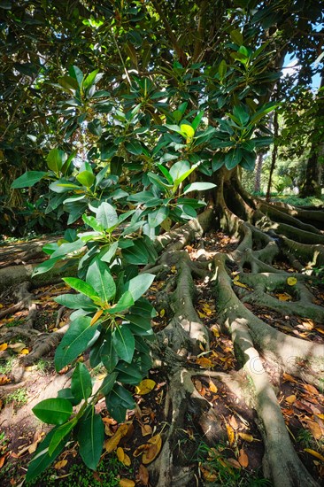 Exotic tree Australian banyan