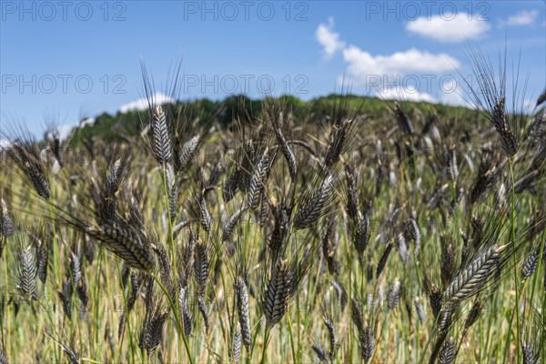 Black emmer in early summer near Hofheim in Lower Franconia