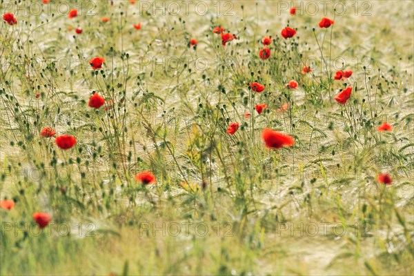 Corn poppy blossom