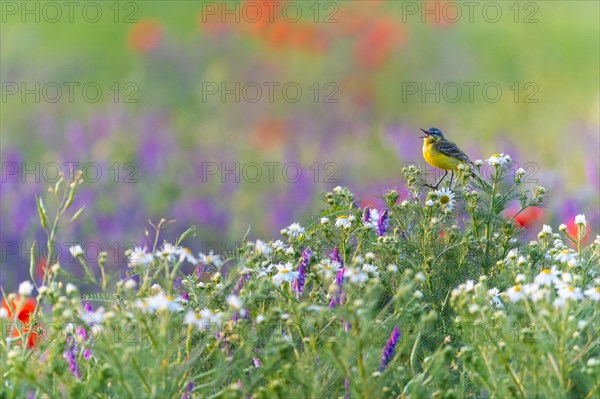 Western yellow wagtail