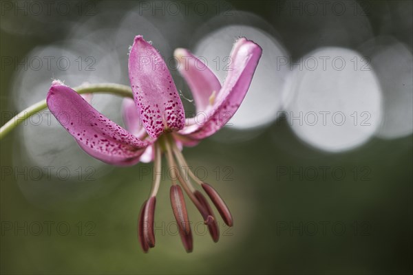 Martagon lily