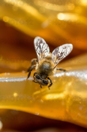 Bee is feeding on dried fruit pulp