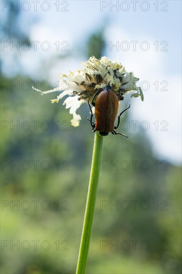 Red bug feeding on flowers in the nature