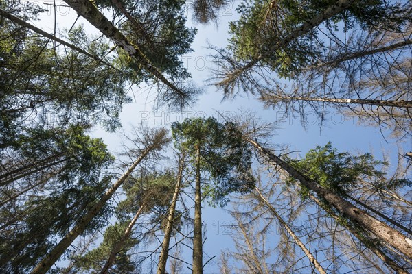 Dead spruces