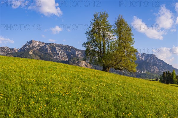 Flowering dandelion