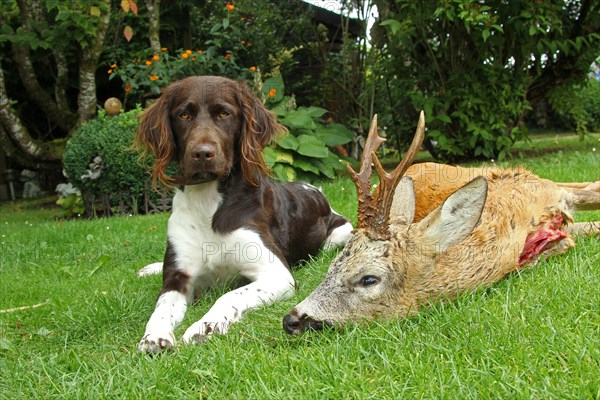 Hunting dog small Muensterlaender next to shot european roe deer