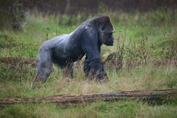 Western gorilla