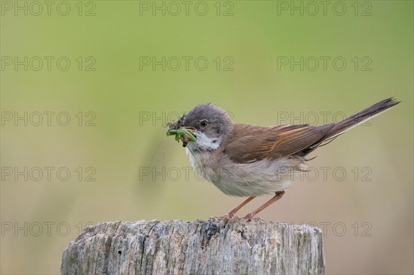 Common whitethroat