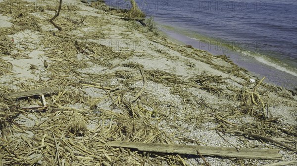 Floating debris has reached Black Sea beaches in Odessa