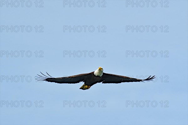 Adult bald eagle in flight