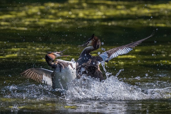 Great Crested Grebe