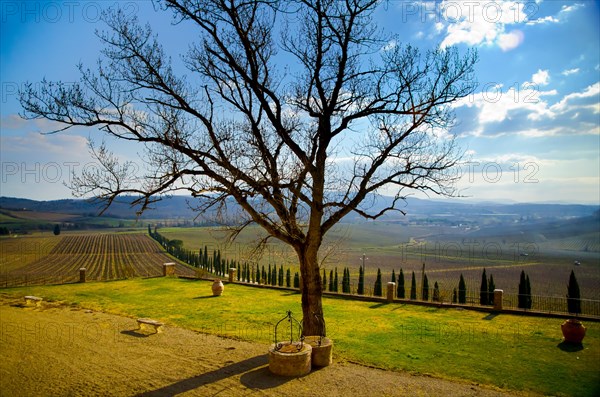 Bare Tree on a Vineyard in Chianti
