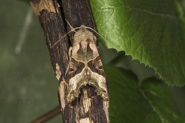 Owl butterfly