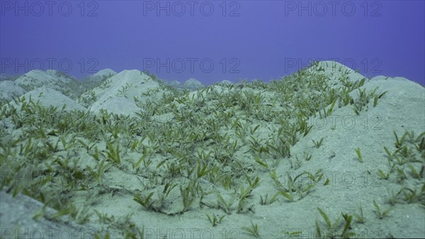 Seagrass bed on hilly sand bottom. Seabed sandy hills covered with Smooth ribbon seagrass