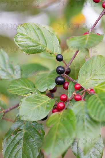 Alder buckthorn